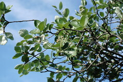 Aria umbellata