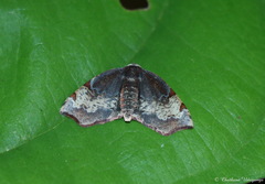 Hypochrosini