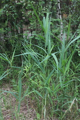Phragmites australis