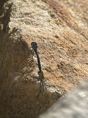 Erythrodiplax berenice