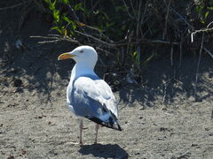 Larus argentatus smithsonianus
