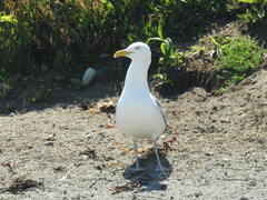 Larus argentatus smithsonianus