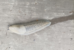 Anadenidae