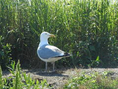 Larus argentatus smithsonianus