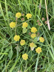 Bupleurum ranunculoides