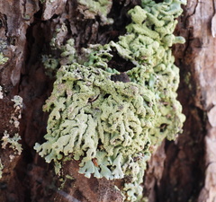 Hypogymnia farinacea