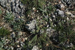 Anthyllis vulneraria pulchella