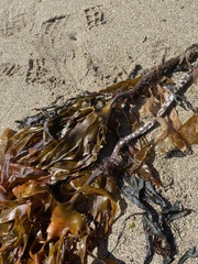 Laminaria hyperborea