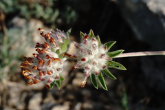 Anthyllis vulneraria pulchella
