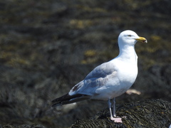 Larus argentatus smithsonianus