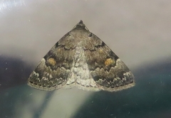 Idia concisa