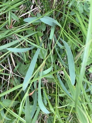 Bupleurum ranunculoides