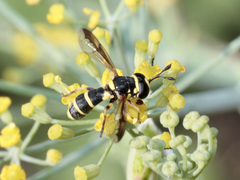 Ceriana vespiformis