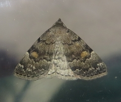 Idia concisa