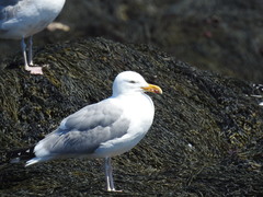 Larus argentatus smithsonianus