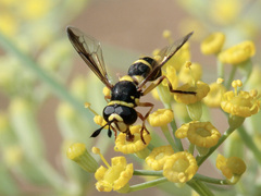 Ceriana vespiformis