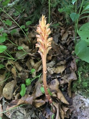 Orobanche flava