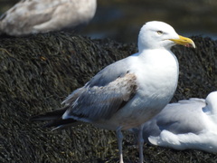 Larus argentatus smithsonianus