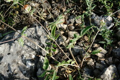 Anthyllis vulneraria pulchella