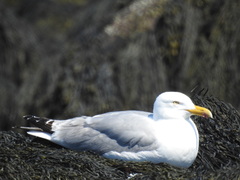 Larus argentatus smithsonianus