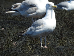 Larus argentatus smithsonianus