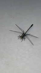 Dromogomphus spinosus