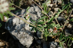 Anthyllis vulneraria pulchella