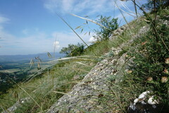 Stipa lithophila