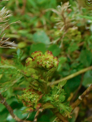 Lepidium bipinnatifidum
