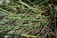Stipa lithophila