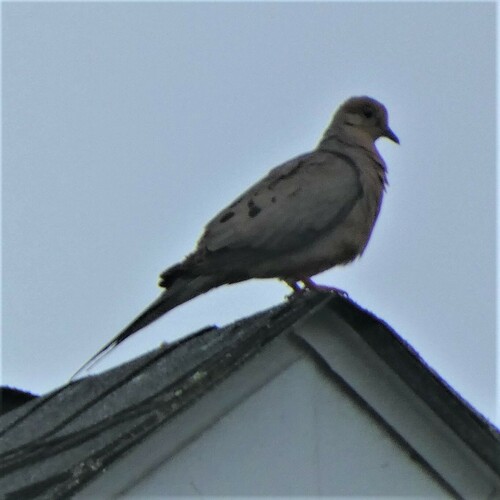Mourning Dove photographed in West Virginia