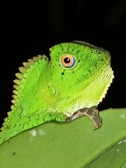 Gonocephalus chamaeleontinus