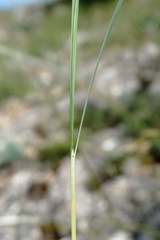 Stipa lithophila