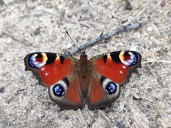 Aglais io