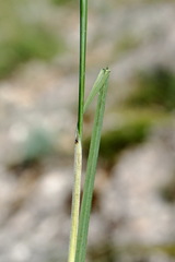 Stipa lithophila