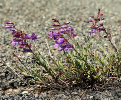 Penstemon azureus