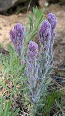 Castilleja schizotricha