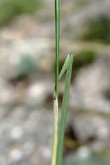 Stipa lithophila