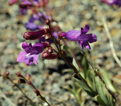 Penstemon azureus