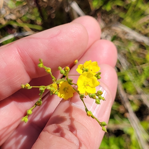 Sandplain flax (Linum intercursum)
