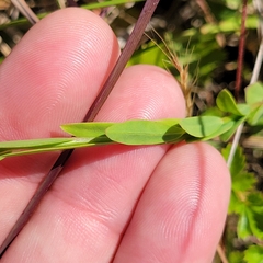 Linum intercursum