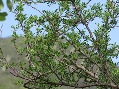 Bursera arida