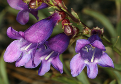 Penstemon azureus