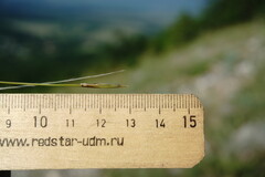 Stipa lithophila