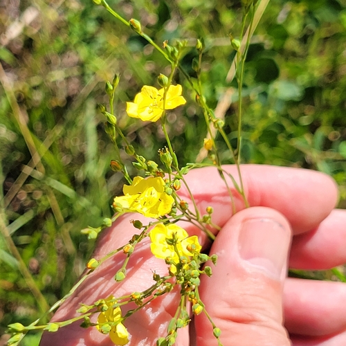 Sandplain flax (Linum intercursum)