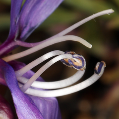 Penstemon azureus