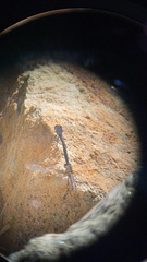 Erythrodiplax berenice