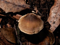 Pseudotricholoma