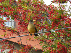 Turdus falcklandii