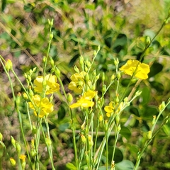 Linum intercursum